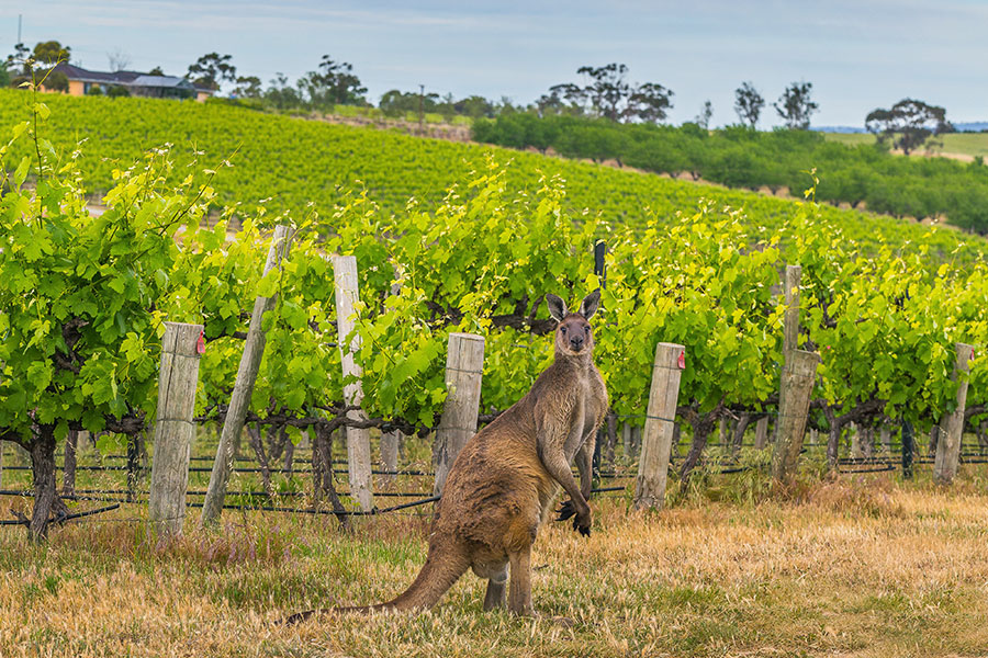 A Honeymoon in Wine Country: Exploring Australia's Renowned Wine Regions